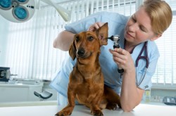 Вашему питомцу требуется срочная ветеринарная помощь? В таком случае загляните на портал www.bio-vet.ru