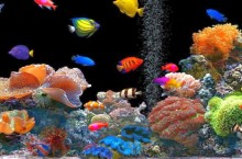 Где узнать о проектировании аквариумных систем?